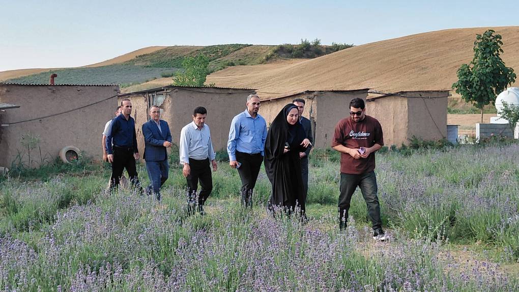 فاضل‌آباد گلستان میزبان نخستین جشنواره اسطوخودوس با حمایت صندوق کارآفرینی امید