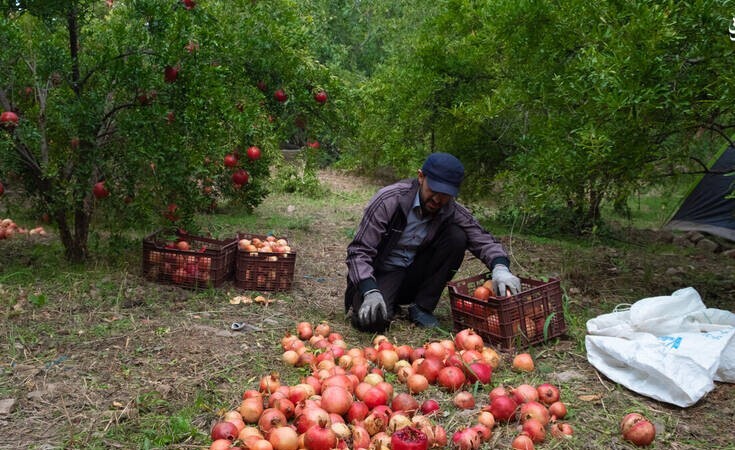 حمایت صندوق کارآفرینی امید استان یزد از برگزیدگان جشنواره روستا و انار