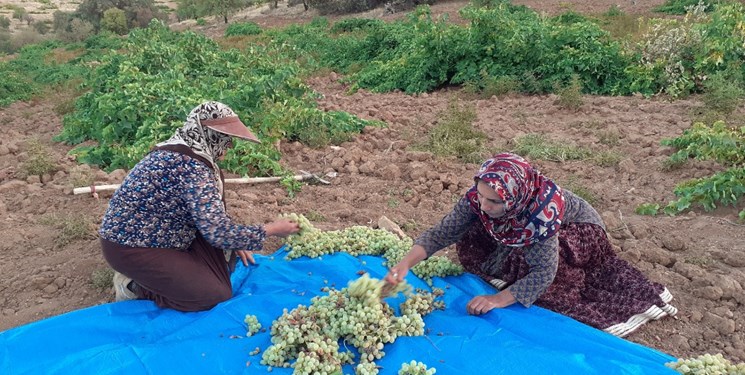 بانوان کارآفرینان مورد حمایت صندوق کارآفرینی امید