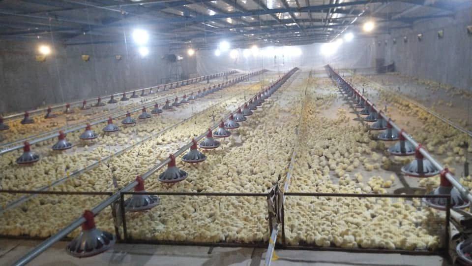 افتتاح مجموعه بزرگ پرورش مرغ با تسهیلات اشتغال زایی در سیستان و بلوچستان