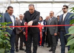 افتتاح طرح گلخانه‌ایی بانوی کارآفرین در پاسارگاد با حمایت صندوق کارآفرینی امید
